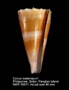 Conus roseorapum